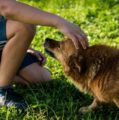 Djeca koja odrastaju uz psa rjeđe obolijevaju od astme