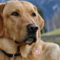 Terapijski psi mogu pomoći oboljelima od raka