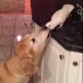 VIDEO: Pogledajte divljenja vrijedno prijateljstvo između psa i papagaja!