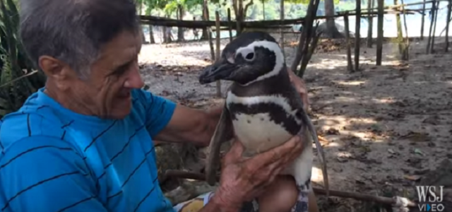 Pingvin svake godine prijeđe tisuću kilometara da vidi čovjeka koji ga je spasio