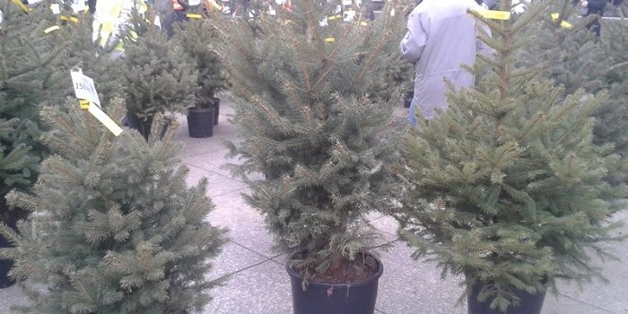 Zrinjevac počeo odvoziti božićna drvca; onima koji su imali BOR U TEGLI, pronalaze MJESTO ZA SADNJU