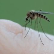 Komarci već tjednima prenose SMRTONOSNU bolest, no odgovorni još ne kreću ZAPRAŠIVATI krvopije?!