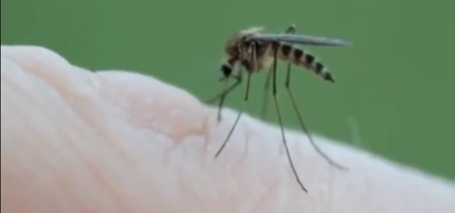 GROZNICA ZAPADNOG NILA i u Zagrebačkoj županiji, zabrinjava što je komaraca u Zagrebu jako mnogo