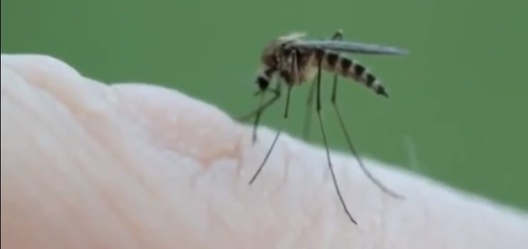Komarci već tjednima prenose SMRTONOSNU bolest, no odgovorni još ne kreću ZAPRAŠIVATI krvopije?!