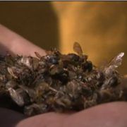 OTIMAMO ŽIVOT DJECI: Pčele u Hrvatskoj masovno umiru i zbog bjesomučne SJEČE stoljetnih šuma?!