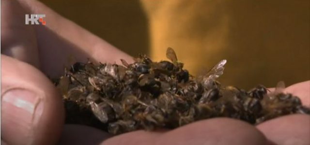 OTIMAMO ŽIVOT DJECI: Pčele u Hrvatskoj masovno umiru i zbog bjesomučne SJEČE stoljetnih šuma?!