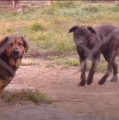 Agresivni psi u RSC Jarun napadaju trkače; vlasnici pasa im prijete davljenjem! Trebaju li se ovi naoružati?!