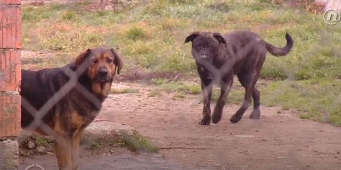 Agresivni psi u RSC Jarun napadaju trkače; vlasnici pasa im prijete davljenjem! Trebaju li se ovi naoružati?!