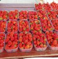 Počeli Dani zagrebačkih jagoda, trajat će dok domaći proizvođači ne prodaju sve plodove