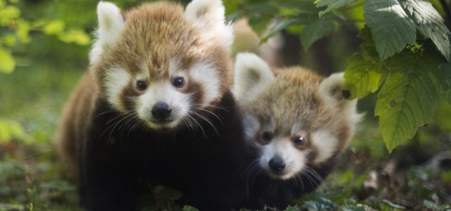 Crvena pande Ema i Popi dobile blizance, divovski mravojedi prvu bebu, sova velika ušara – tri mladunca…