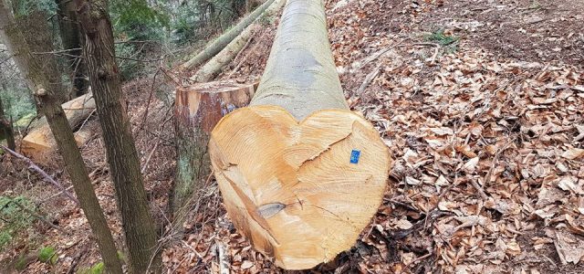 ”Posao s drvima u RH već dugo je UDRUŽENI ZLOČINAČKI PODUHVAT pljačke i rasprodaje naših šuma!”