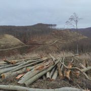 FOTO: MASAKR ŠUME i na Babjoj gori; Zeleni odred: Nestalo drvne mase vrijedne 40 milijuna eura