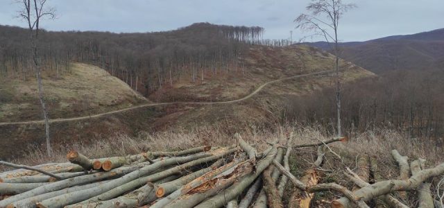 FOTO: MASAKR ŠUME i na Babjoj gori; Zeleni odred: Nestalo drvne mase vrijedne 40 milijuna eura