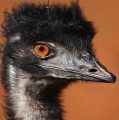 DAN AUSTRALIJE U ZOO-u: Djeca će moći izbliza proučiti emua, čuti o opasnostima koje ugrožavaju klokane