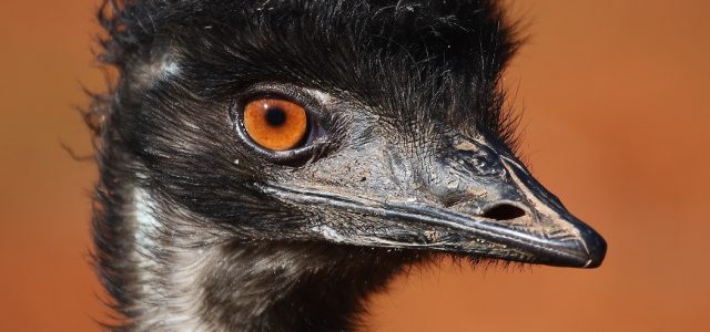 DAN AUSTRALIJE U ZOO-u: Djeca će moći izbliza proučiti emua, čuti o opasnostima koje ugrožavaju klokane