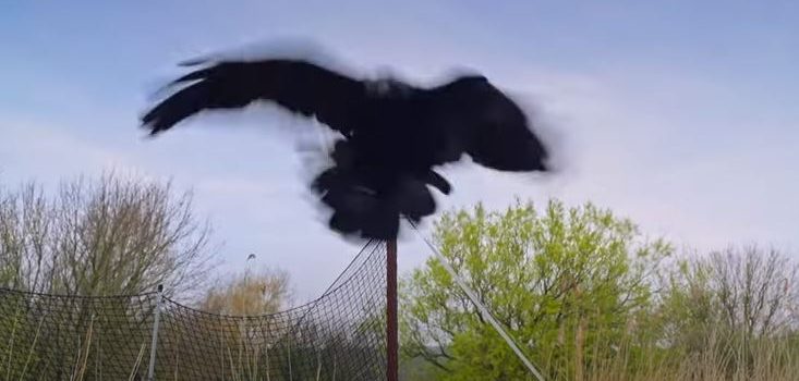Opet napadaju: vrana je kljunom i kandžama jutros dohvatila odraslog labradora u Prečkom