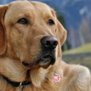Terapijski psi mogu pomoći oboljelima od raka