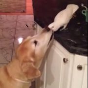 VIDEO: Pogledajte divljenja vrijedno prijateljstvo između psa i papagaja!