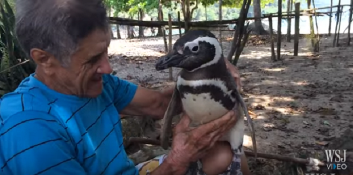 Pingvin svake godine prijeđe tisuću kilometara da vidi čovjeka koji ga je spasio