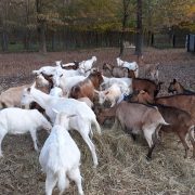 Na eko-imanju uz rub Zagreba uzgaja 400 životinja; koze su glavne jer su izvor zdravlja i donose velike prihode