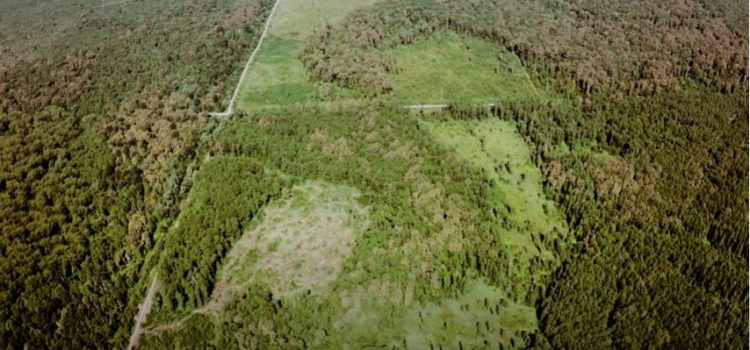 ‘VIDIO SAM KATASTROFU’ Thomas Waitz od EU traži sankcije za brutalnu sječu hrvatskih šuma