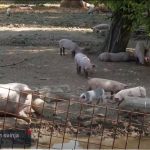 Ministru Grliću Radmanu čak 666.000 eura dividende od tvrtke koja eutanazira svinje